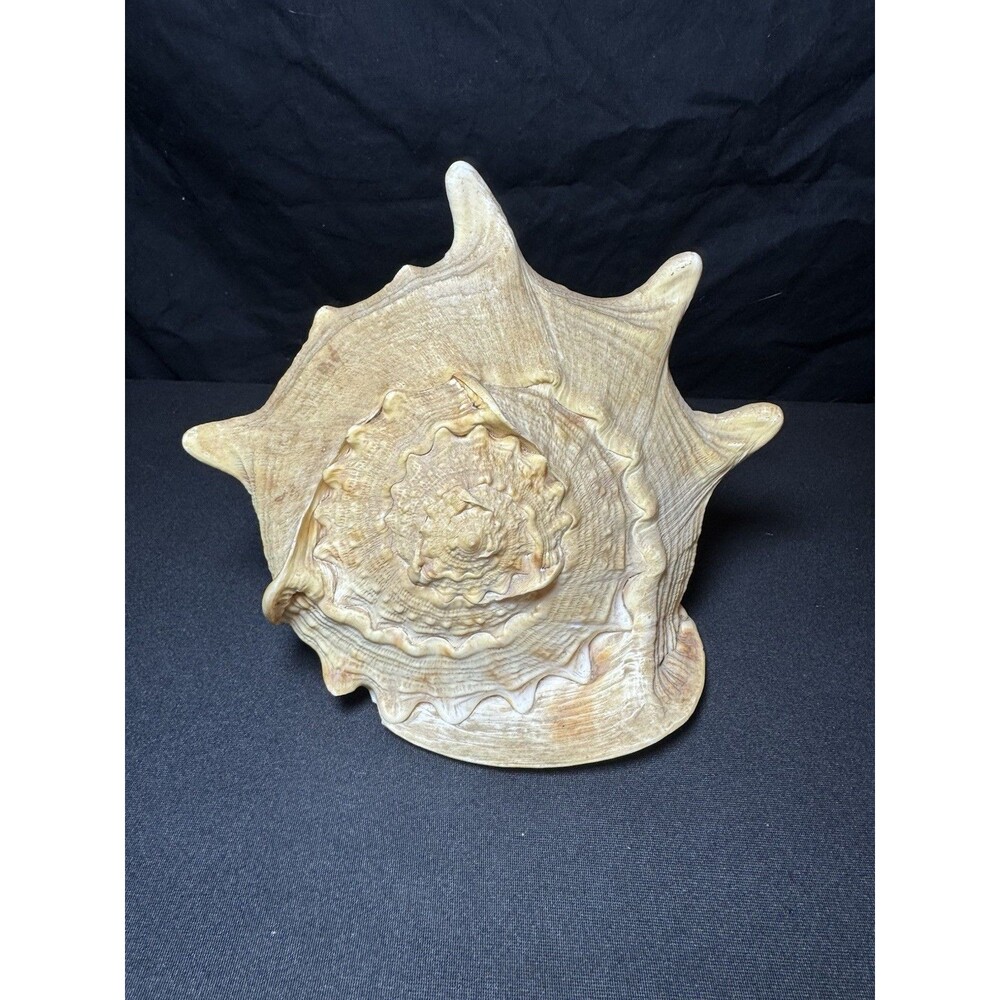 Queen Helmet Conch Sea Shell Cassis Cornuta 9" Nautical Coastal Decor 2.1 lbs